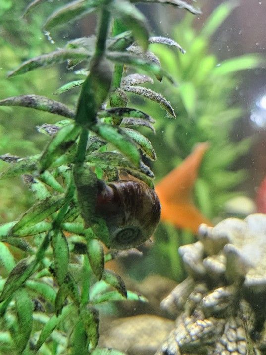 Ramshorn Snails