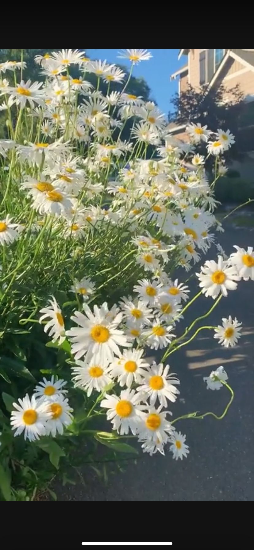 Shasta Daisy Garden Flowers Plant