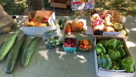 Fresh Organic Produce; Tomatoes, Lemon Cukes, Bell Peppers, Jalapeños, Etc