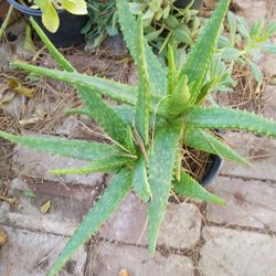 Free Succulents