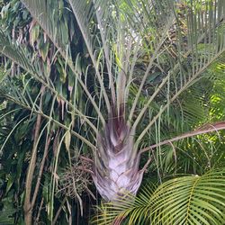 Dypsis decaryi Tree Plant 14-16” Tree Árbol