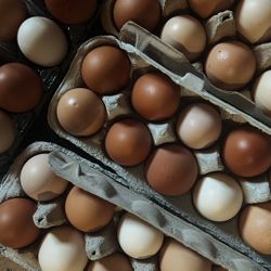 Fresh Organic Backyard Eggs! 