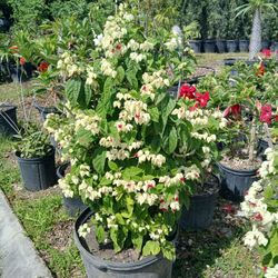 Bleeding Hearts Vine On Sale $45
