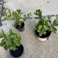 Jasmine sambas -Maid Of Orleans ( Single Petal)