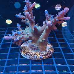 Saltwater Aquarium Colored Sticks