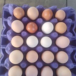 Fresh Eggs 