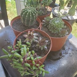 Succulents Small Pot 