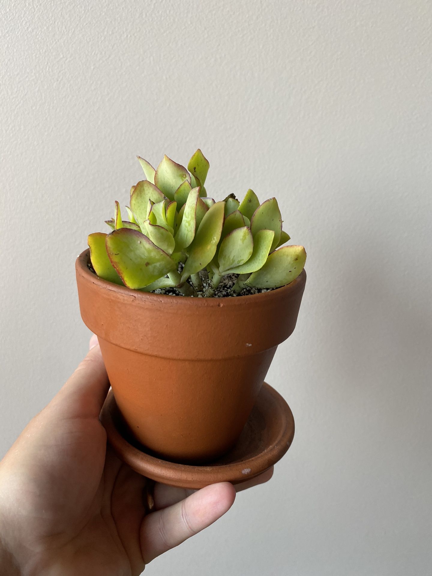 Ripple Jade Plant- aka Crassula arborescens undulatifolia