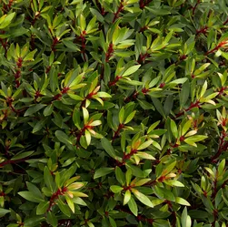 Tasmanian Mt. Pepper