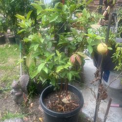 Guava Tree