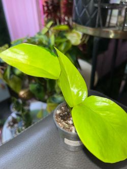 🪴 Neon Pothos w/ Variegation 🪴
