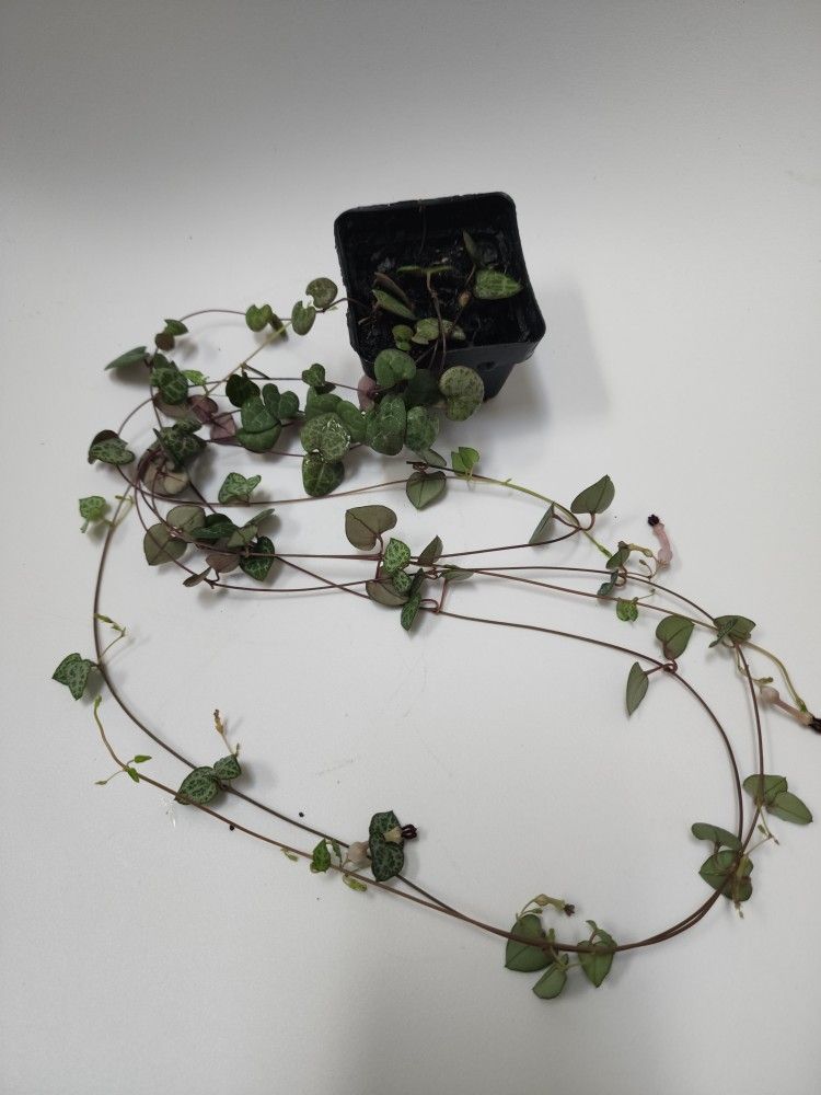 String Of Hearts Plant