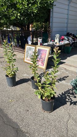 Yard sale