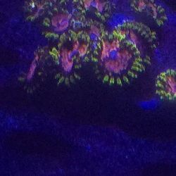 Ornamental Corals For Sale In Lake Worth Beach F.L. 
