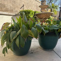 Large Outdoor Planters with Canna Lily Plants – $25 Each