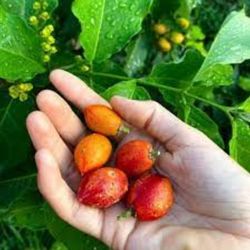 peanut Butter Fruit  Plant in 3gal