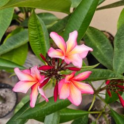 Plumeria Plant