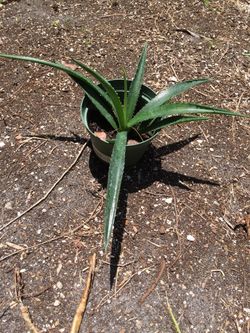 Aloe plants