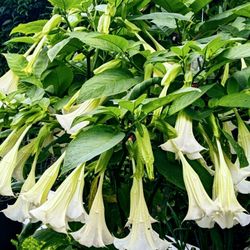 Datura Brugmansia Plant 