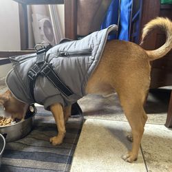 Reflective Small Pet / Dog Puffy Jacket w Harness