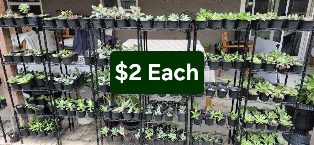 $2 Each Succulent (Great For Gardening, Wedding Favors, Baby Shower Favors, Succulent Wreaths)