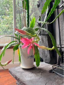Queen of the Night (Epiphyllum  Oxypetallum) aka Quynh