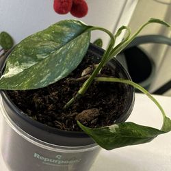 Epipremnum Pinnatum Albo