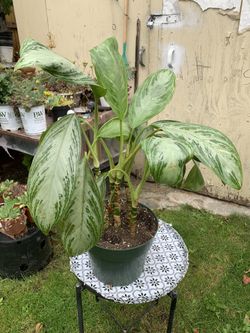 Indoor Plant