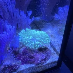 Green toadstool soft coral long polyp corals