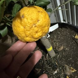 Japanese Yuzu Citrus FRUITING