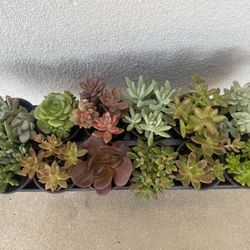 Succulent Plants (2.50$ Each Pot)