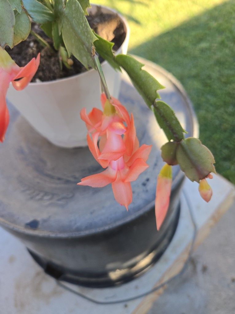 Peach Color Christmas Cactus