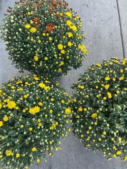 10” pot Mum; $27ea price firm; or all 3 for $75  zip95820