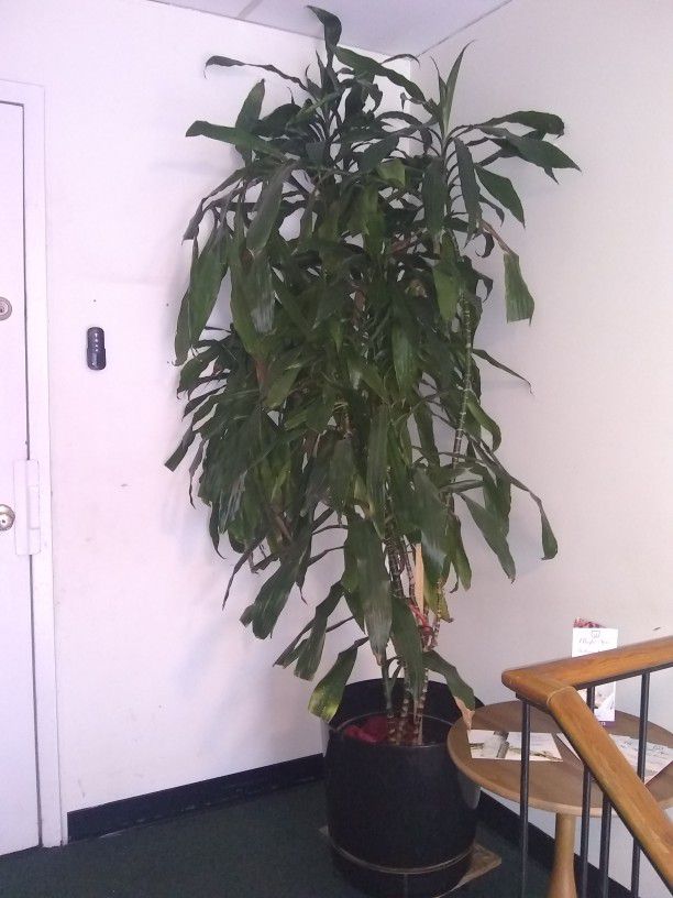 Plant With Black Planter 7 Ft Tall