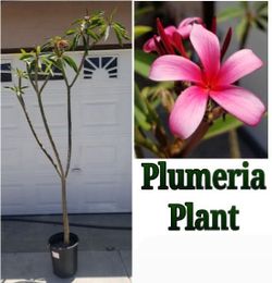Hot pink plumeria plant