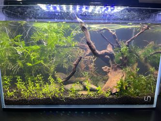 Nicrew Aquarium Light