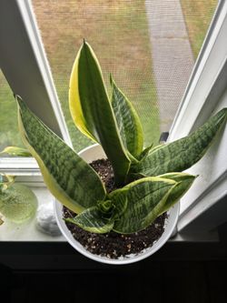 Blooming Snake Plant 
