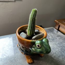 Live Potted Cactus Plant 