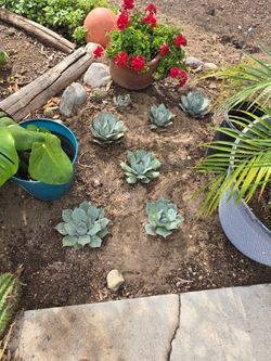 Agave Parry Trucanta.. Artichoke Agave