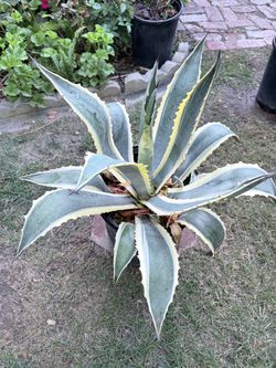 Variegated Agave Plant in Pot