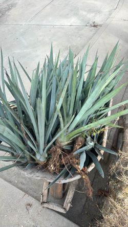 Blue Agave - Tequila