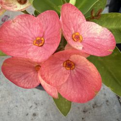 Corona De Cristo, Lucky Pink