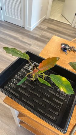 Philodendron caramel marble