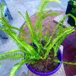 Boston Fern Plant