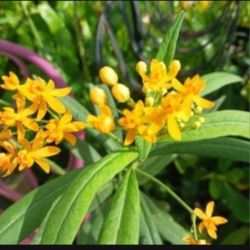 Native Milkweed For Butterflies