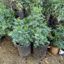 Palm Tres, In And Out Dore Plants,