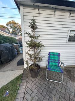 evergreen tree