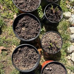 Hosta Varieties $5 Each