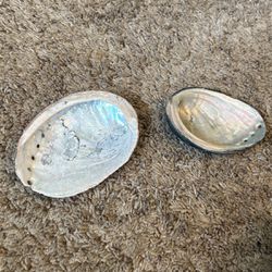 Abalone Shells 🐚 