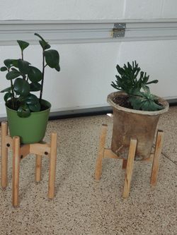 2 natural plants with wooden holders both for $35 each $20